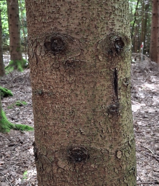Baumgesicht