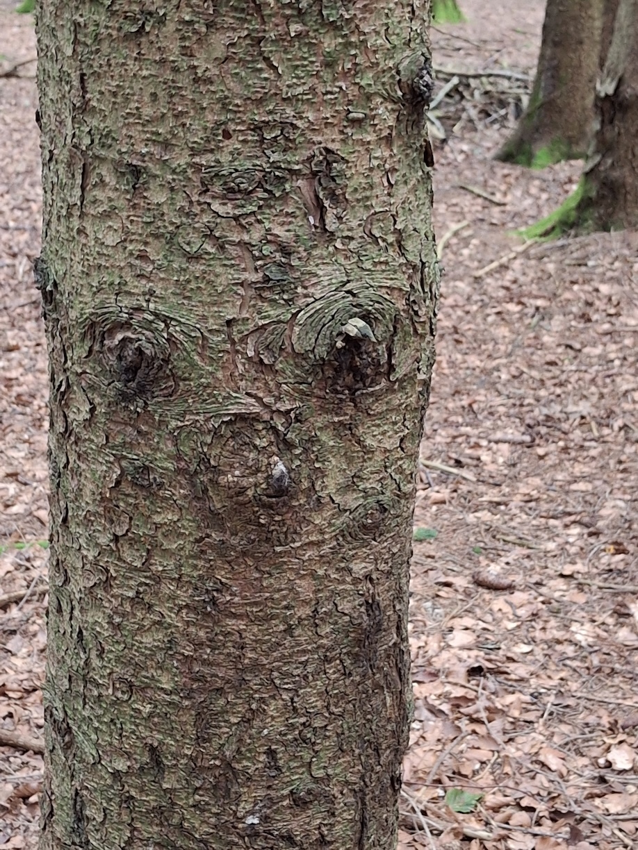 Baumgesicht