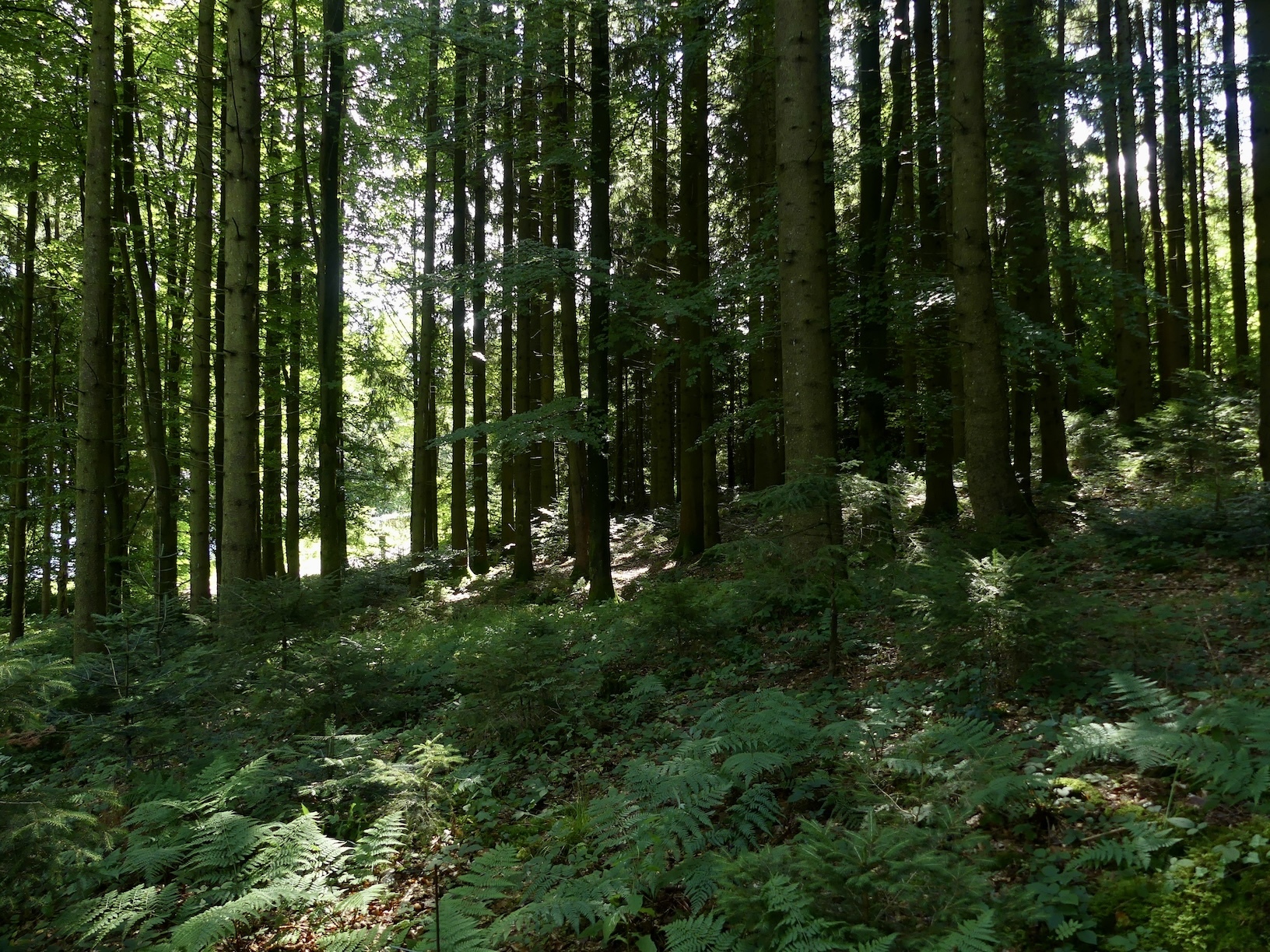 Kronberg-Wald!
