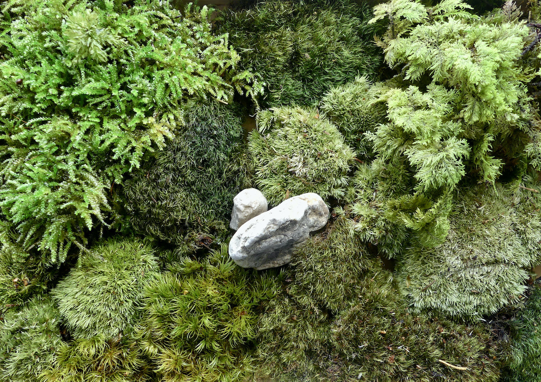 Polstermoos, Flachmoos ... andere