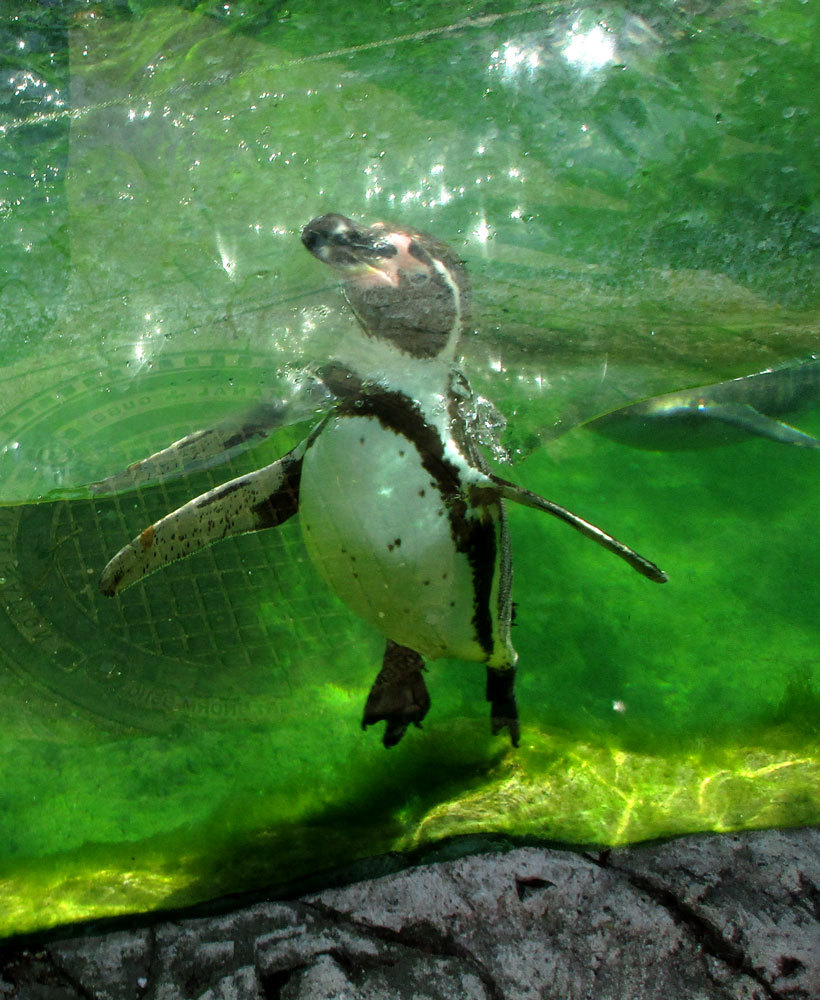 rein ins Wasser und die Glasscheiben entlang wieder hoch, immer wieder!