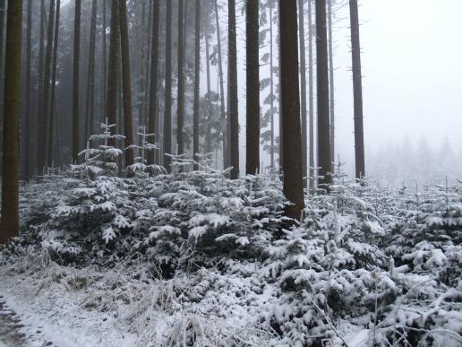 Winterwald