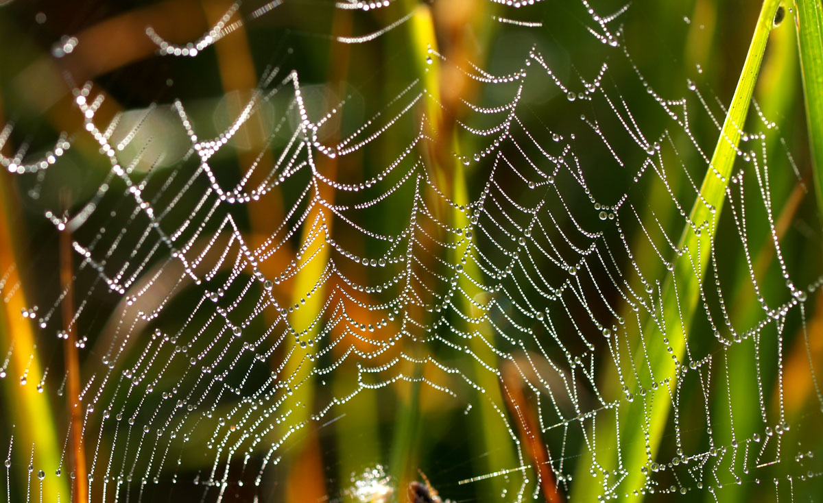 Wunderschöne Perlen aus Tau