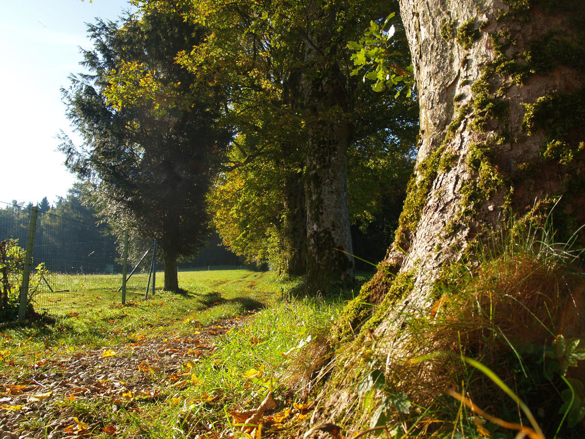 Keltenbaumweg unterhalb vom Koglberg, Richtung Keltenhütte