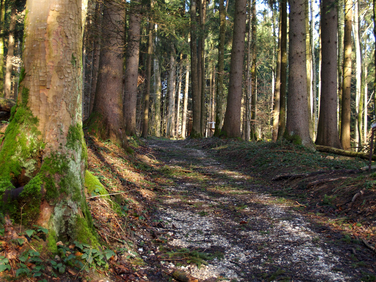 Der Weg vom Waldstück hinüber zur offenen Seite ist schön zu laufen...